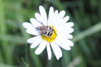 Trichius fasciatus