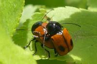 Cryptocephalus bipunctatus