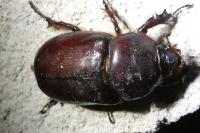 Oryctes nasicornis