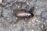 Harpalus