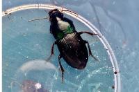 Harpalus dimidiatus