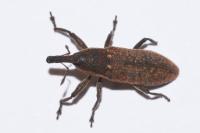 Lixus punctiventris