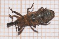 Lixus punctiventris