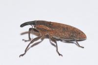Lixus punctiventris