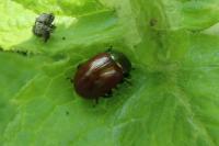 Chrysolina polita