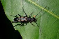 Anoplodera sexguttata