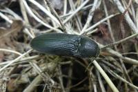 Melanotus punctolineatus
