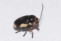 Cryptocephalus moraei