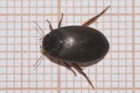 Agabus bipustulatus