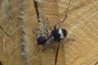 Clerus mutillarius