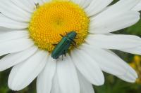 Psilothrix viridicoerulea