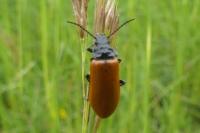 Omophlus lepturoides