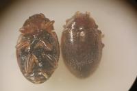 Rhyzobius litura
