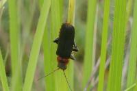 Cantharis rustica