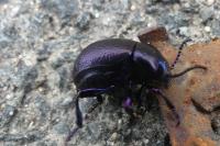 Timarcha goettingensis