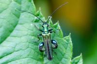 Oedemera nobilis