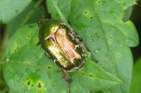 Cetonia aurata