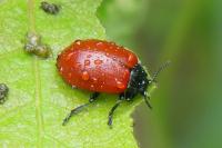 Chrysomela populi