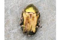 Cetonia aurata