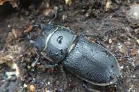 Dorcus parallelipipedus