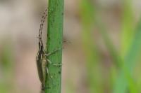 Agapanthia dahli