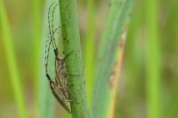 Agapanthia dahli