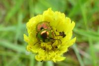 Cryptocephalus