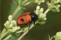 Cryptocephalus bipunctatus