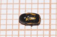 Cryptocephalus vittatus