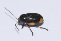 Cryptocephalus moraei