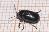 Cryptocephalus violaceus