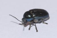 Cryptocephalus violaceus