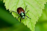 Phyllopertha horticola