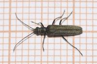 Oedemera virescens