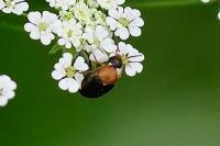 Mordellochroa abdominalis