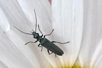 Oedemera