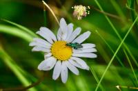 Oedemera nobilis