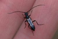 Anoplodera sexguttata