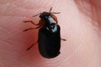 Smaragdina aurita