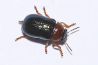 Smaragdina salicina