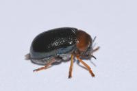 Smaragdina salicina