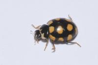 Coccinula quatuordecimpustulata