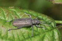 Donacia cinerea