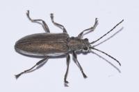 Donacia cinerea