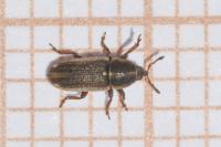 Mecinus circulatus