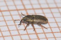 Mecinus circulatus