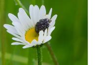 Oxythyrea funesta