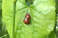 Harmonia axyridis