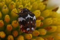Anthrenus