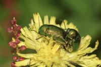 Cryptocephalus aureolus